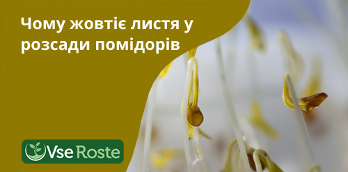 Чому жовтіє листя у розсади помідорів