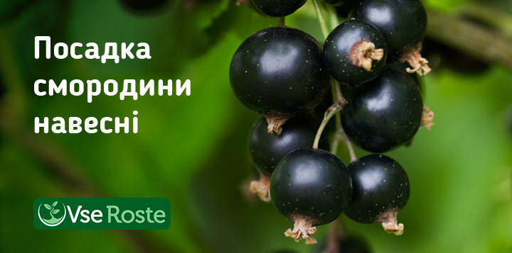 Посадка смородини навесні