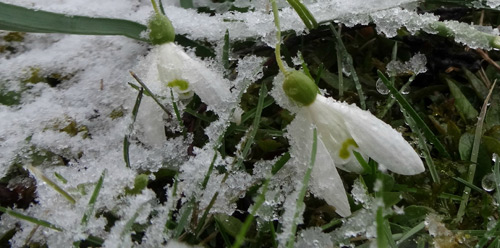 Захист рослин від заморозків