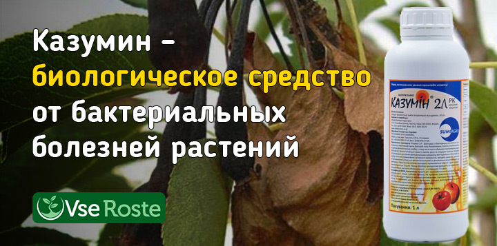 Казумин – биологическое средство от бактериальных болезней растений