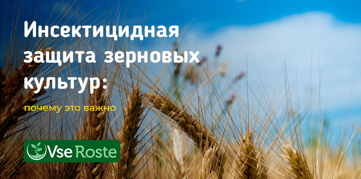 Инсектицидная защита зерновых культур: почему это важно