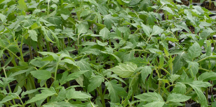 Коли удобрювати та підгодовувати розсаду помідорів