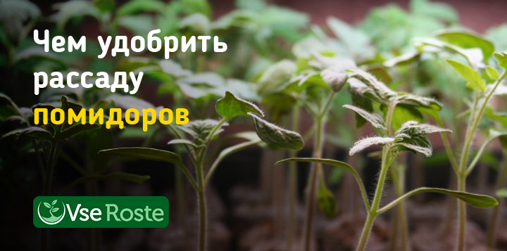 Чем удобрить рассаду помидоров
