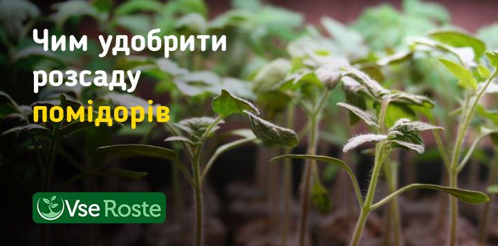 Чим удобрити розсаду помідорів