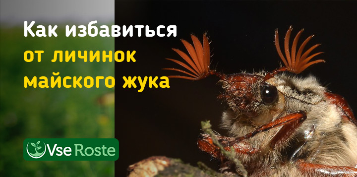 Как избавиться от личинок майского жука
