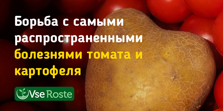 Борьба с самыми распространенными болезнями томата и картофеля