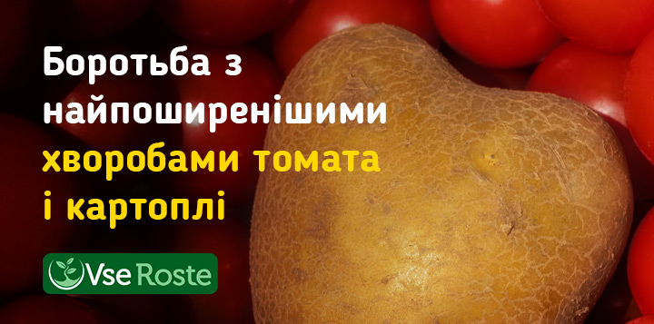 Боротьба з найпоширенішими хворобами томата і картоплі