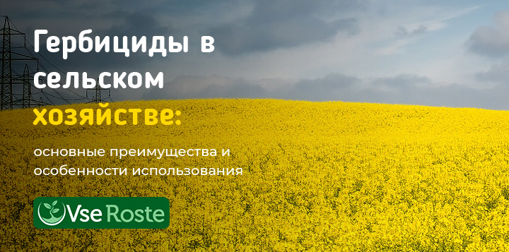 Гербициды в сельском хозяйстве: основные преимущества и особенности использования
