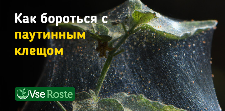 Как бороться с паутинным клещом