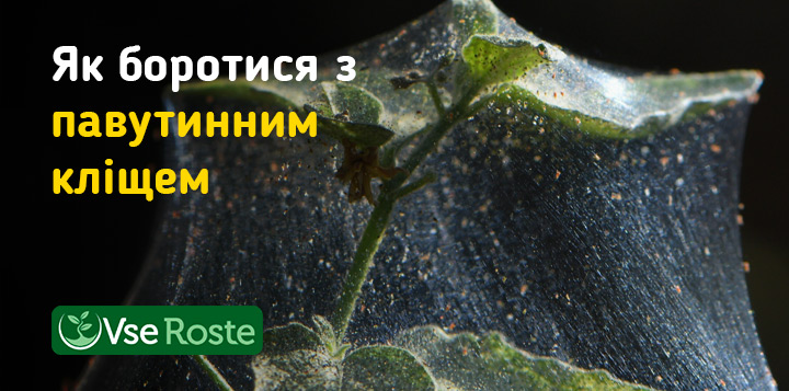як боротися з павутинним кліщем