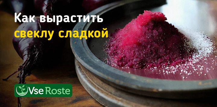 Как вырастить сладкую свеклу