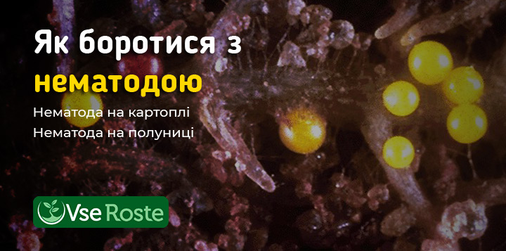 Как бороться с нематодой. Нематода на картофеле. Нематода на клубнике