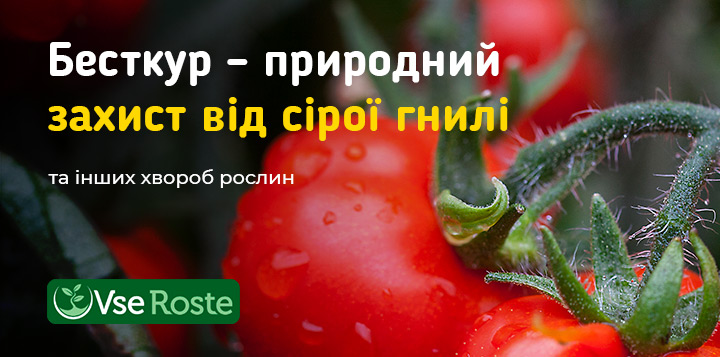 Бесткур – природний захист від сірої гнилі та інших хвороб рослин