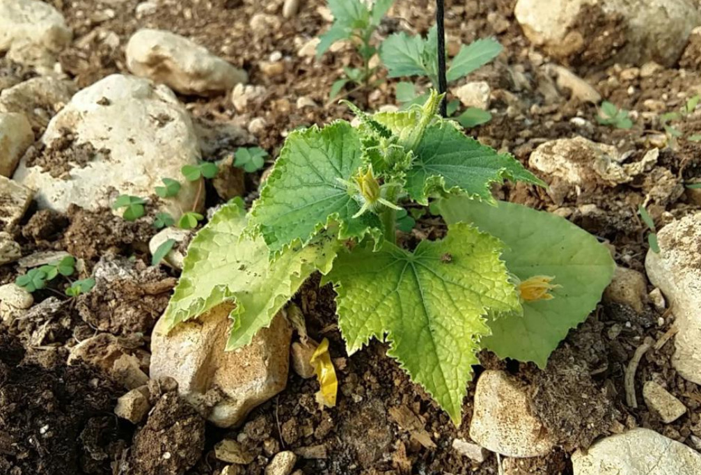 Нехватка азота на огурцах фото