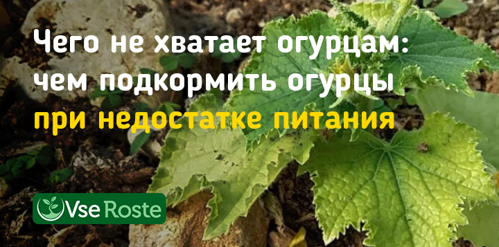 Чего не хватает огурцам: чем подкормить огурцы при недостатке питания