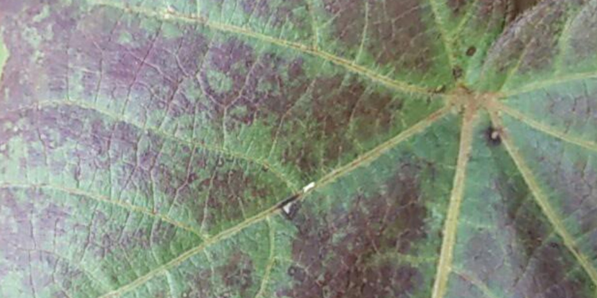 Нехватка фосфора на огурцах фото