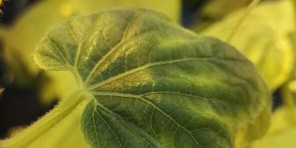 Нехватка кальция на огурцах фото