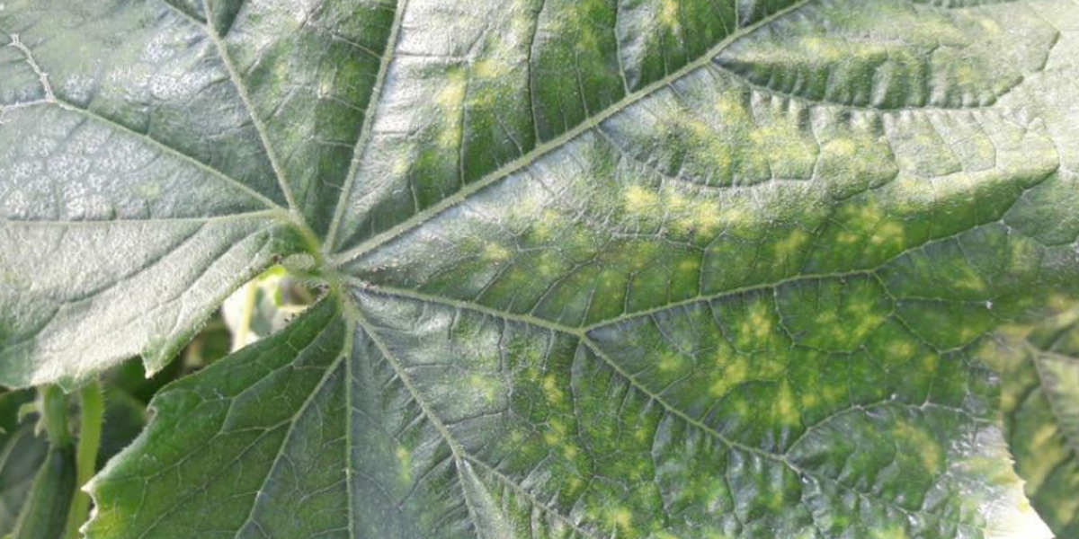 Нехватка магния на огурцах фото