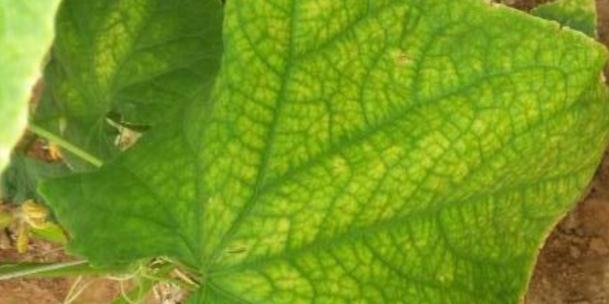 Нехватка железа на огурцах фото