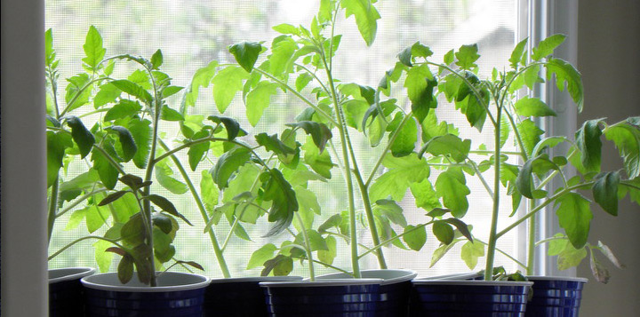 Как посадить помидоры на балконе