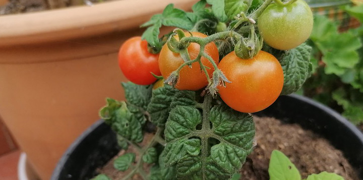Как правильно ухаживать за томатами на лоджии
