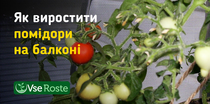 Як виростити помідори на балконі