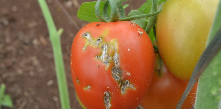 Томатна міль фото пошкодження