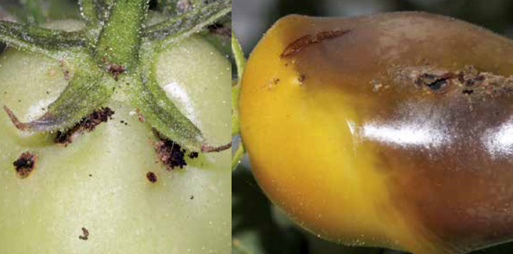 Томатна міль фото пошкоджень