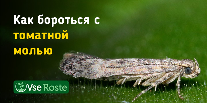 Как бороться с южноамериканской томатной молью