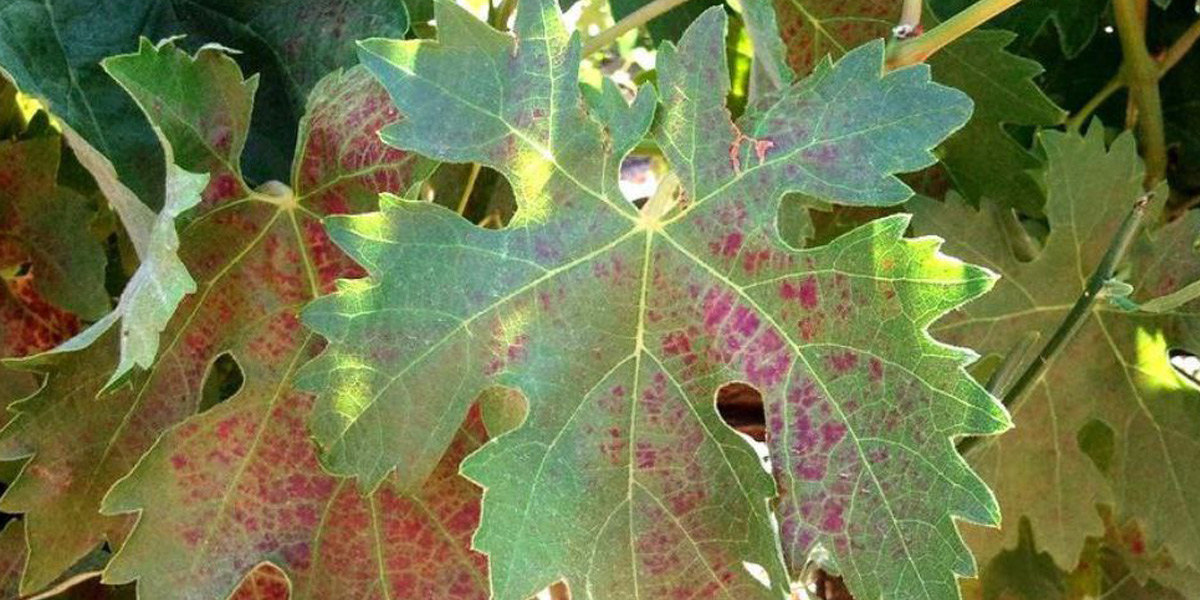 Методи боротьби з крапками на виноградному листі