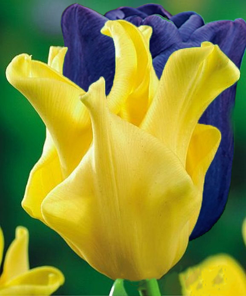 Желто-голубые тюльпаны