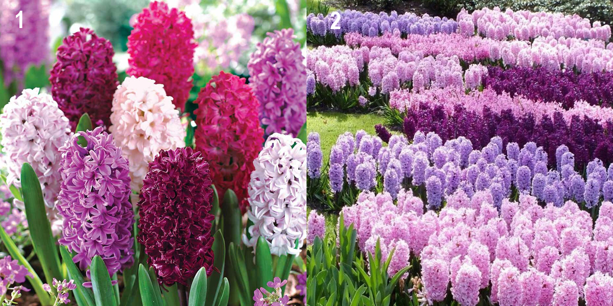 Как сажать гиацинты