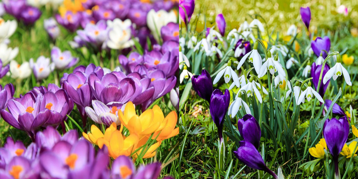 Разноцветные крокусы для клумбы