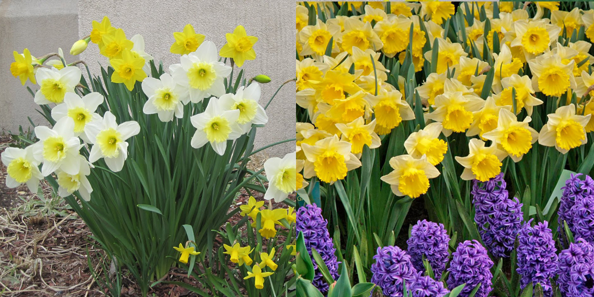 Красивые комбинации нарциссов