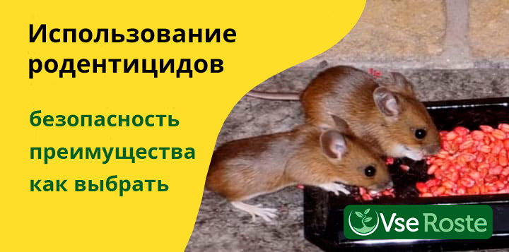 Использование родентицидов для борьбы с крысами и мышами