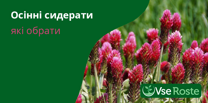 Осінні сидерати – які обрати