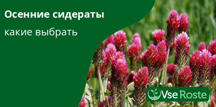 сидераты