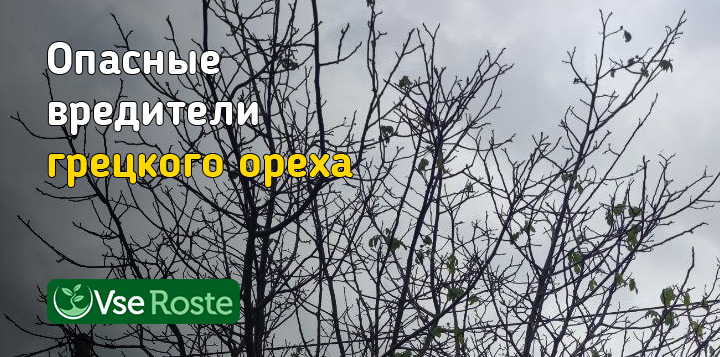 Опасные вредители грецкого ореха