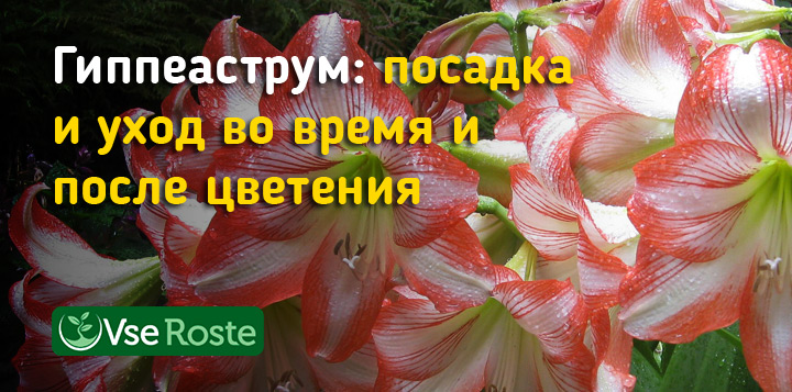 Гиппеаструм: посадка, уход во время и после цветения