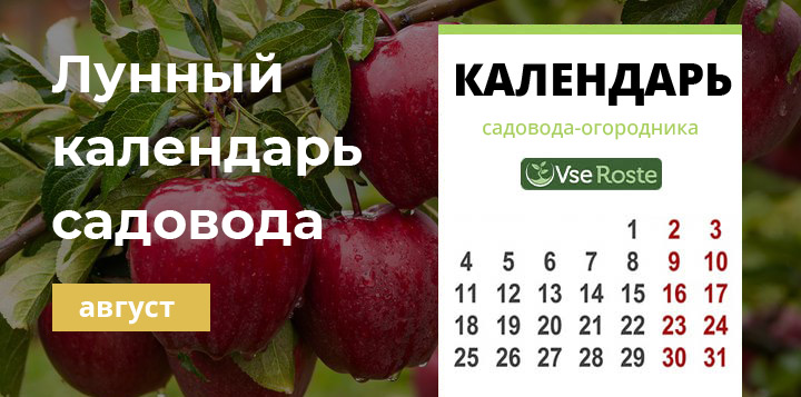 Лунный посевной календарь садовода-огородника на август 2024 года.