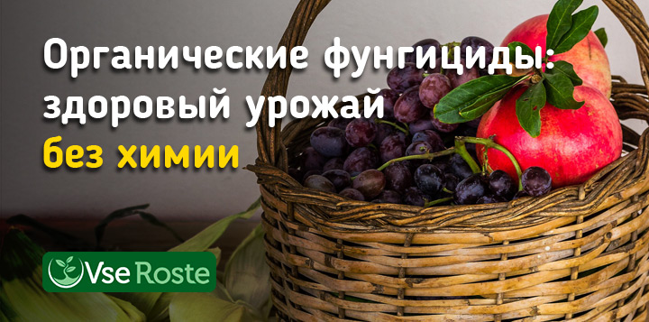 Органические фунгициды – здоровый урожай без химии