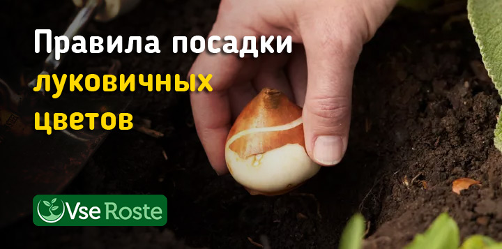 Правила посадки луковичных цветов