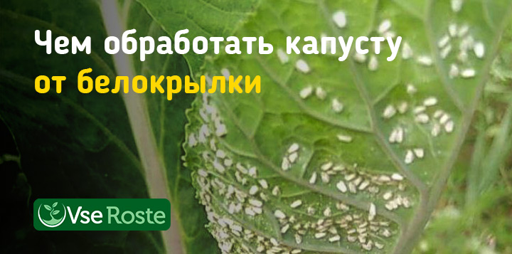 Чем обработать капусту от белокрылки