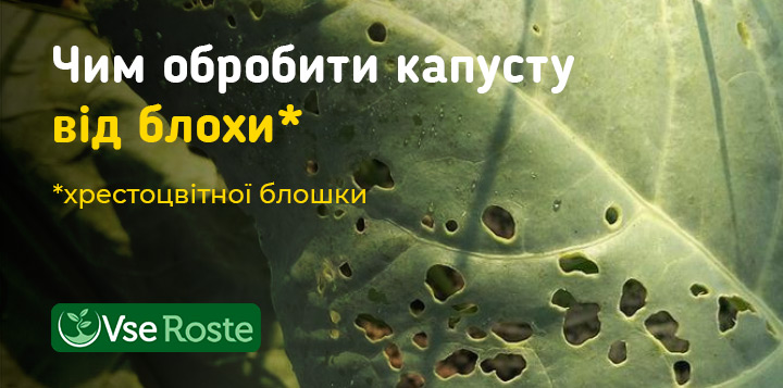 Чим обробити капусту від блохи