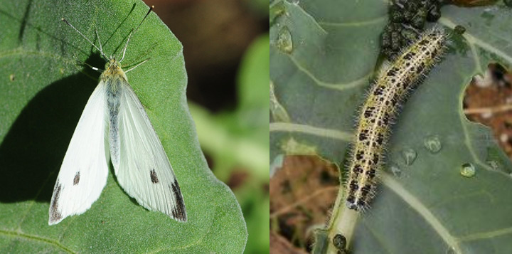 Фото капустница на капусте