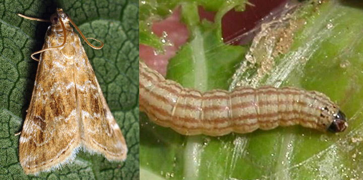 Фото капустная моль на капусте