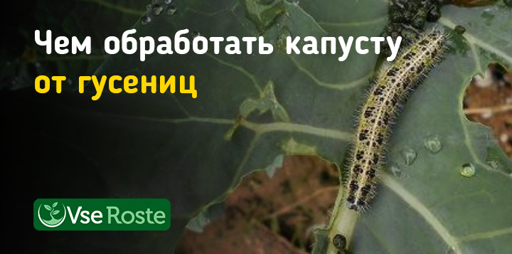 Чем обработать капусту от гусениц