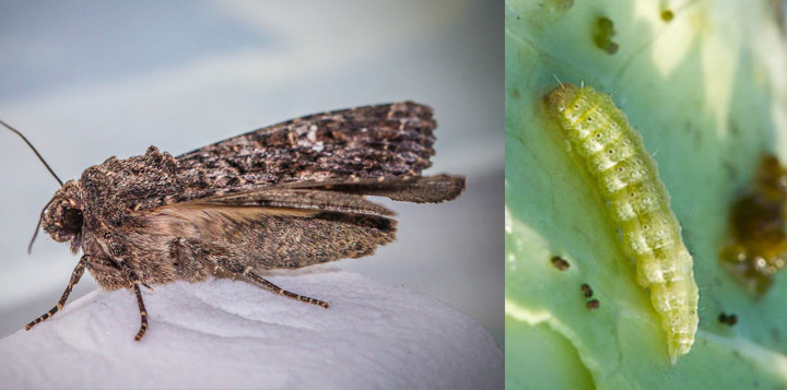 Фото капустная совка на капусте