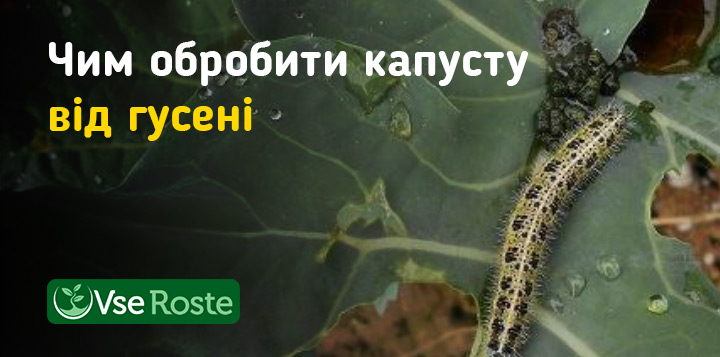Чим обробити капусту від гусені