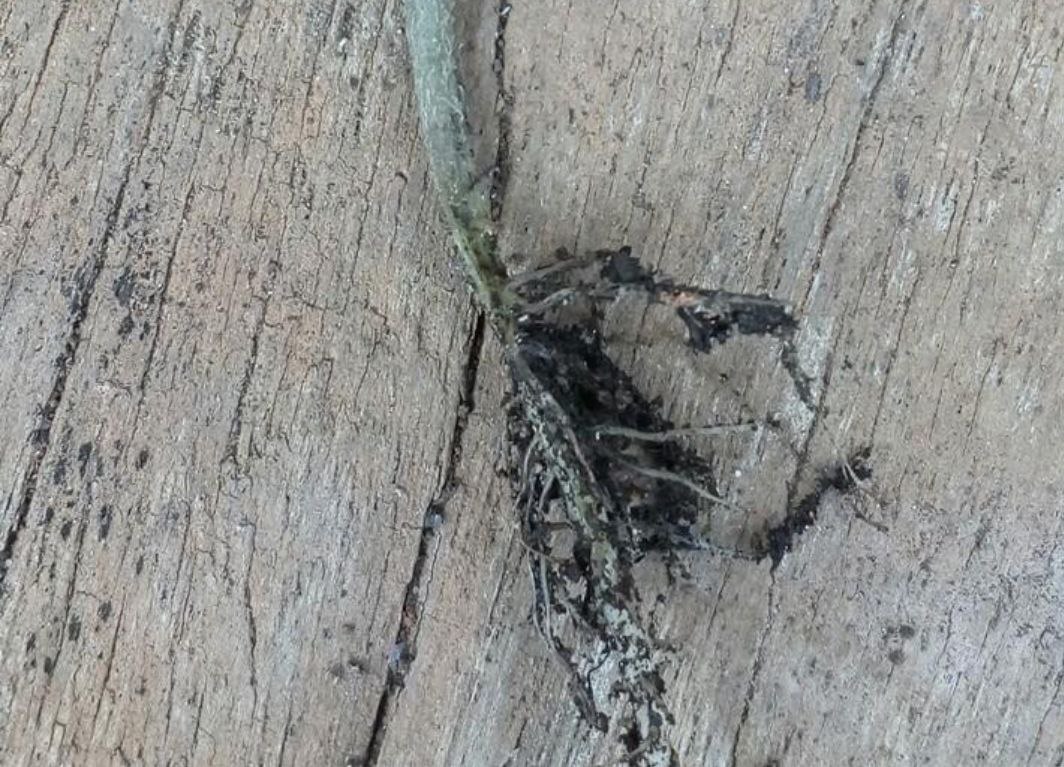 Черная ножка огурцов фото